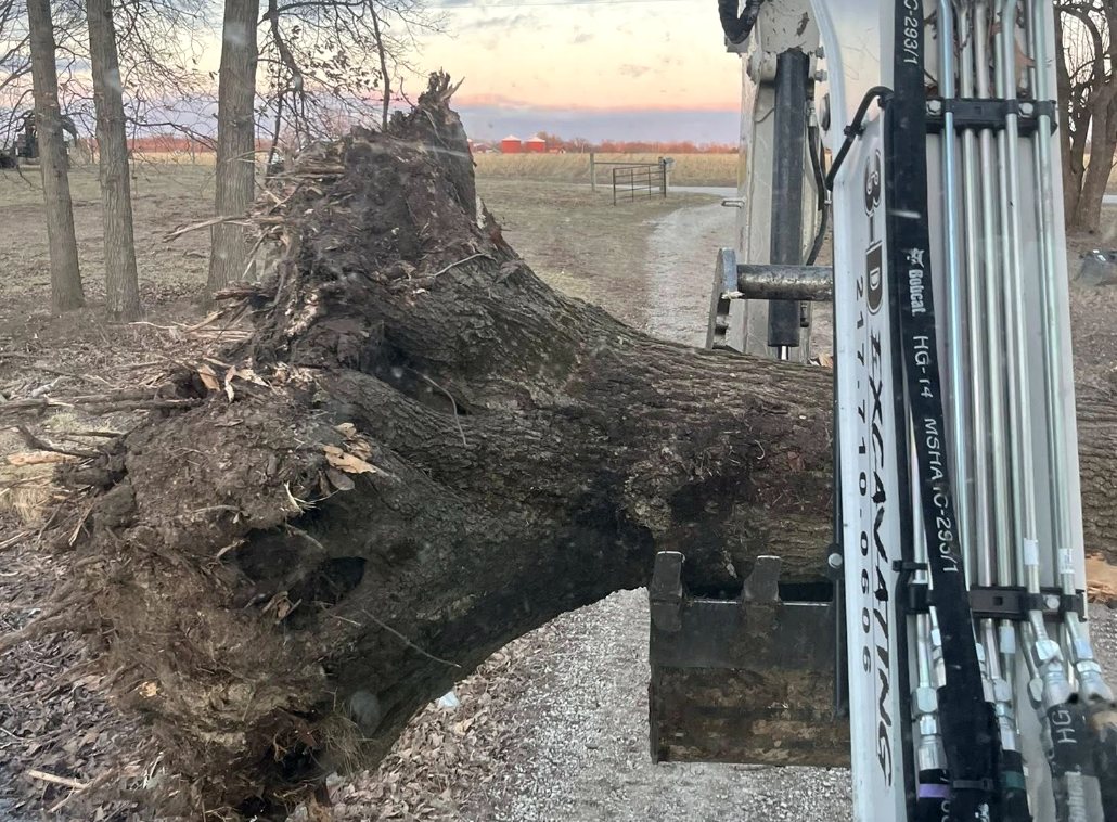 Root balls pulled and stacked for removal